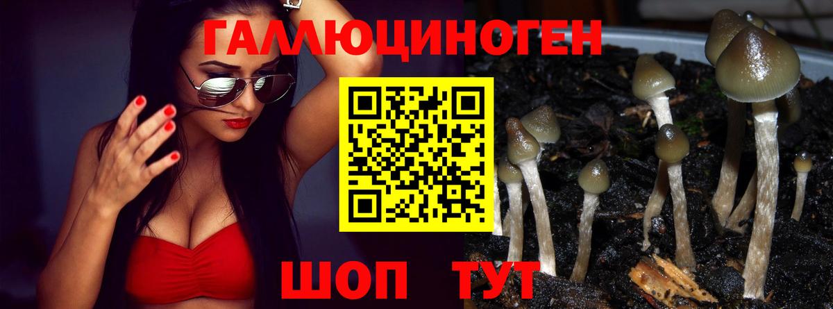 Псилоцибиновые грибы GOLDEN TEACHER  Вход с VPN  Губаха  Галлюциногенные грибы GOLDEN TEACHER 